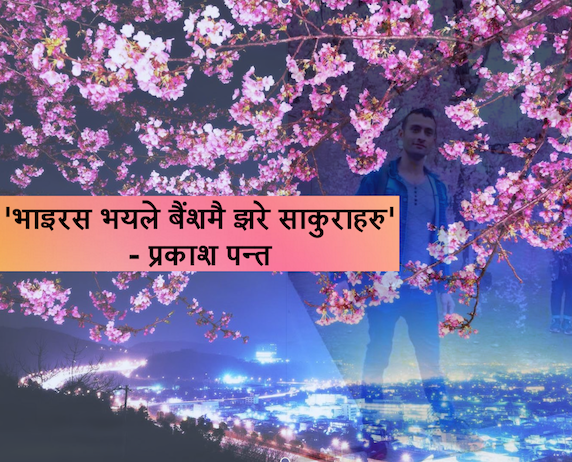 'कोरोना कहरले थल्याएको वर्ष र हेर्नै नपाई झरेका साकुरा'