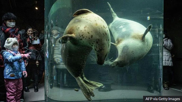 जापानमा चिडियाखानाका कर्मचारीले श्रीमतीको शव चिडियाखाना भित्र फालेको सनसनीपूर्ण बयान