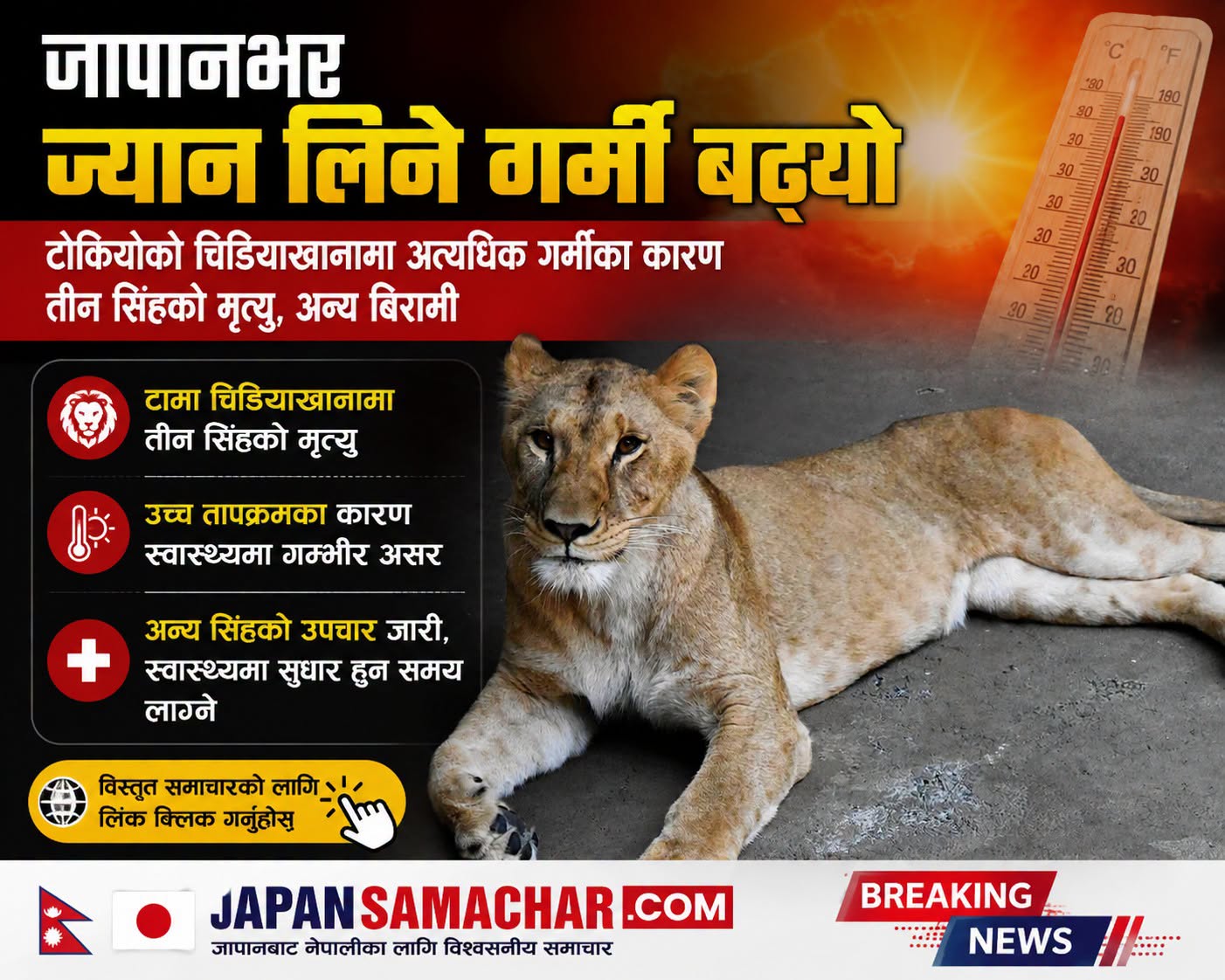 टोकियोको चिडियाखानामा अत्यधिक गर्मीका कारण तीन सिंहको मृत्यु, अन्य बिरामी